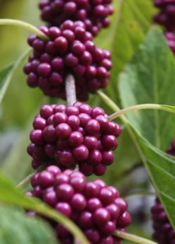 Beautyberry (Callicarpa Americana) -Wilson Bros Gardens Shop beautyberrysowexotic 1