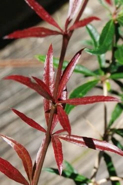 Foundation Evergreen Barberry (Berberis Replicata) - 1 Gallon Pot -Wilson Bros Gardens Shop berberis replicata foundation barberry 2