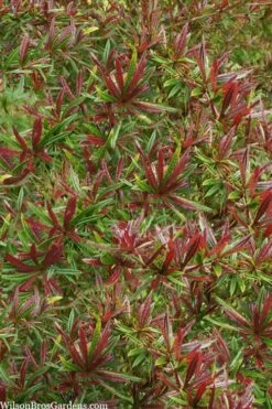 Foundation Evergreen Barberry (Berberis Replicata) - 1 Gallon Pot -Wilson Bros Gardens Shop berberis replicata foundation barberry 5