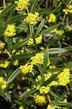 Foundation Evergreen Barberry (Berberis Replicata) - 1 Gallon Pot -Wilson Bros Gardens Shop berberis replicata foundation barberry 6