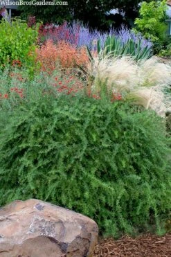 Foundation Evergreen Barberry (Berberis Replicata) - 1 Gallon Pot -Wilson Bros Gardens Shop berberis replicata foundation barberry 7