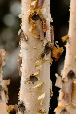 DuraHeat River Birch (Betula Nigra) - 3 Gallon Pot -Wilson Bros Gardens Shop betula nigra dura heat river birch bark