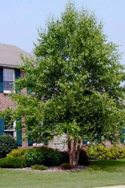 DuraHeat River Birch (Betula Nigra) - 3 Gallon Pot