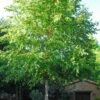 River Birch Tree (Single Trunk) - 3 Gallon Pot