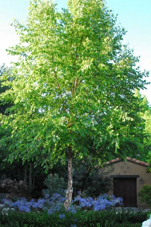 River Birch Tree (Single Trunk) - 3 Gallon Pot 1 River Birch Tree (Single Trunk) - 3 Gallon Pot