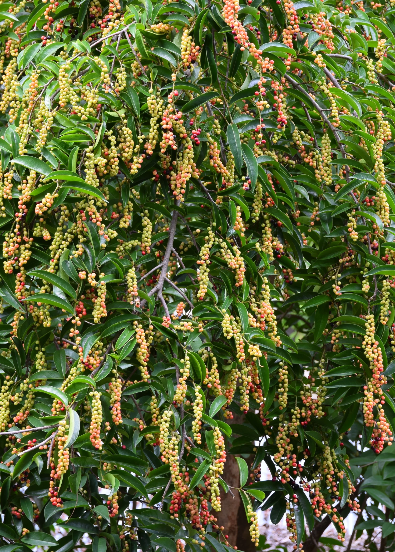 Bignay (Antidesma Bunius) 2 Bignay (Antidesma Bunius) - Image 2