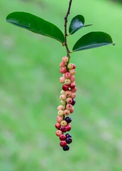 Bignay (Antidesma Bunius) 6 Bignay (Antidesma Bunius) -Wilson Bros Gardens Shop bignayAntidesmabuniuslivesowexotic 2