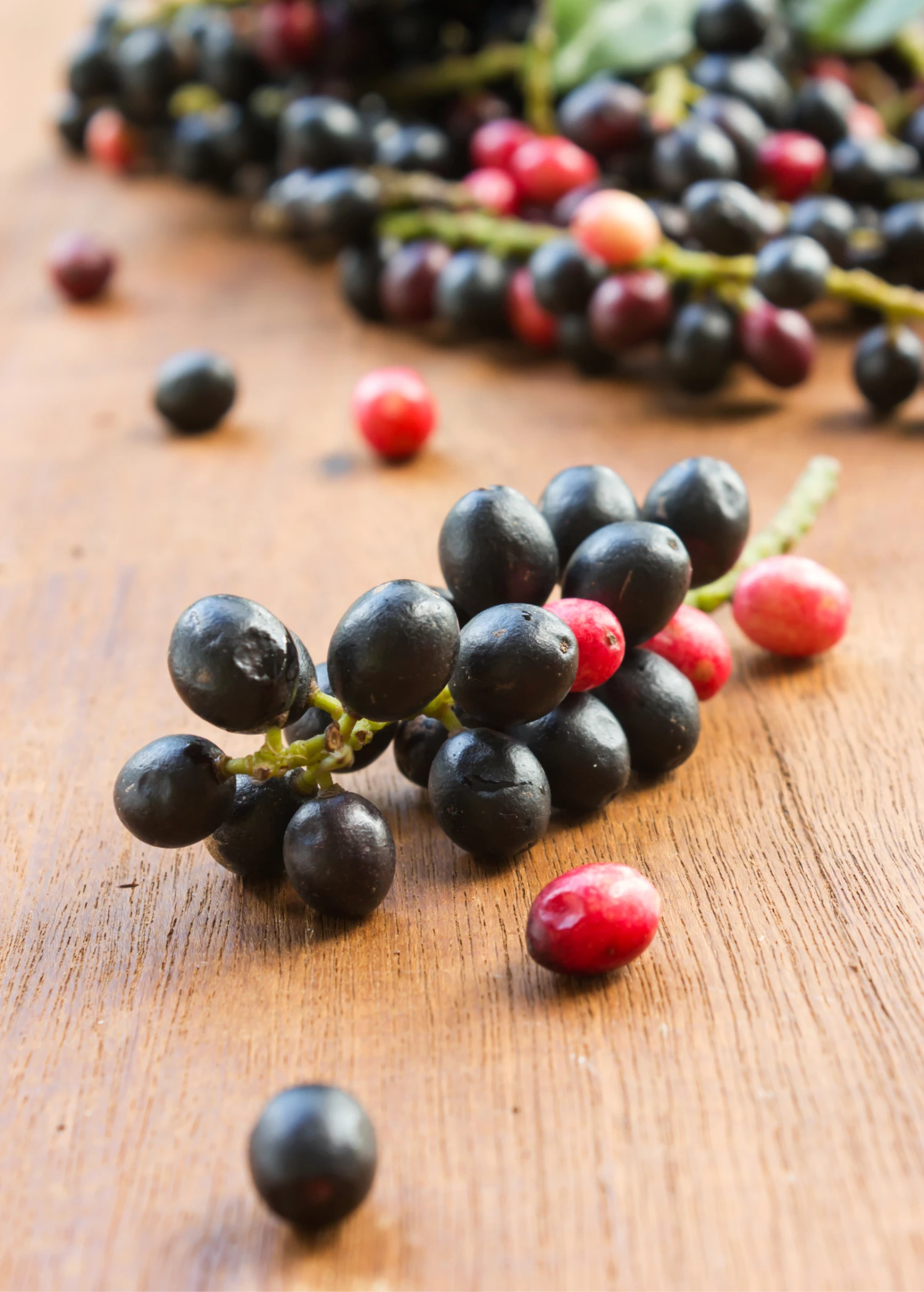 Bignay (Antidesma Bunius) 4 Bignay (Antidesma Bunius) - Image 4