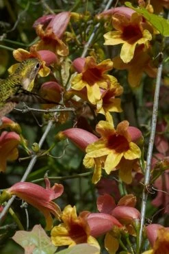 Crossvine (Bignonia Capreolata) - 3 Gallon Pot -Wilson Bros Gardens Shop bignonia capreolata crossvine 5