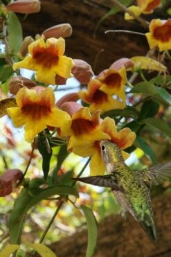 Crossvine (Bignonia Capreolata) - 3 Gallon Pot -Wilson Bros Gardens Shop bignonia capreolata crossvine 7