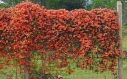 Tangerine Beauty Crossvine Bignonia - 3 Gallon Pot -Wilson Bros Gardens Shop bignonia capreolata tangerine beauty crossvine 101 1