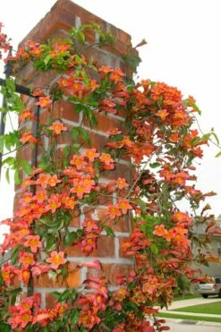 Tangerine Beauty Crossvine Bignonia - 6 Pack Of 1 Gallon Pots -Wilson Bros Gardens Shop bignonia capreolata tangerine beauty crossvine 102