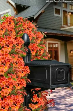 Tangerine Beauty Crossvine Bignonia - 5 Gallon Pot -Wilson Bros Gardens Shop bignonia capreolata tangerine beauty crossvine 105