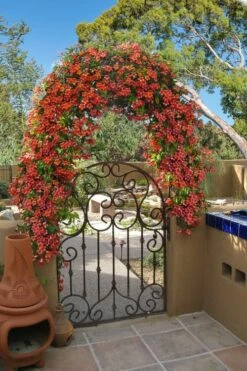 Tangerine Beauty Crossvine Bignonia - 3 Gallon Pot -Wilson Bros Gardens Shop bignonia capreolata tangerine beauty crossvine 110 1