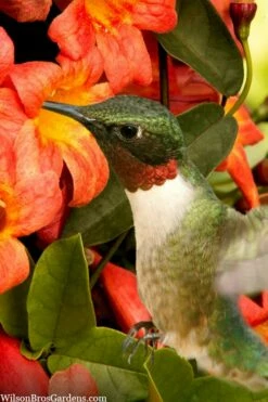Tangerine Beauty Crossvine Bignonia - 3 Gallon Pot -Wilson Bros Gardens Shop bignonia capreolata tangerine beauty crossvine 111 1