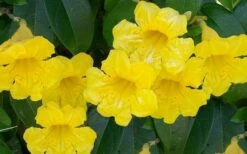 Yellow Crossvine (Bignonia) - 1 Gallon Pot -Wilson Bros Gardens Shop bignonia capreolata yellow crossvine 1