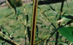 Black Stripe Bamboo - Phyllostachys Nigra Megurochiku - 3 Gallon Pot -Wilson Bros Gardens Shop black stripe bamboo phyllostachys nigra megurochiku