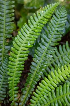 Deer Fern (Blechnum Spicant) - 1 Gallon Pot -Wilson Bros Gardens Shop blechnum spicant deer fern 5