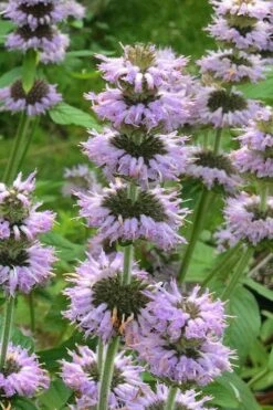 Downy Pagoda Plant (Blephilia Ciliata) - 1 Gallon Pot -Wilson Bros Gardens Shop blephilia ciliata downy pagoda wood mint 4