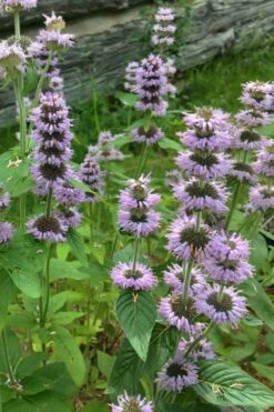 Downy Pagoda Plant (Blephilia Ciliata) - 1 Gallon Pot -Wilson Bros Gardens Shop blephilia ciliata downy pagoda wood mint 5