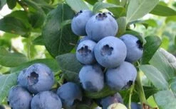 Alapaha Rabbiteye Blueberry - 1 Gallon Pot -Wilson Bros Gardens Shop blueberry alapaha 2