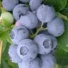 Northern Highbush Blueberry (Vaccinum Corymbosum) - 3 Gallon Pot