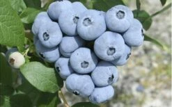 Northern Highbush Blueberry (Vaccinum Corymbosum) - 1 Gallon Pot -Wilson Bros Gardens Shop blueberry northern20highbush 3 800x500 2