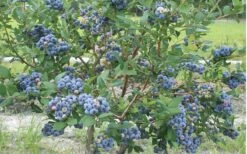 Northern Highbush Blueberry (Vaccinum Corymbosum) - 3 Gallon Pot -Wilson Bros Gardens Shop blueberry northern20highbush 800x500 3