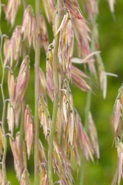 Side Oats Grama Grass (Bouteloua Curtipendula) - 8 Pack Of 1 Gallon Pots -Wilson Bros Gardens Shop bouteloua curtipendula side oats grama grass 1