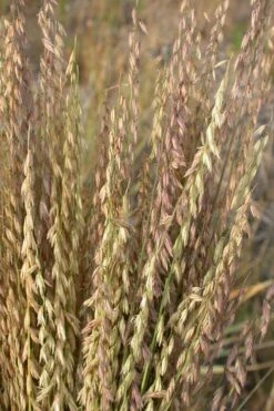 Side Oats Grama Grass (Bouteloua Curtipendula) - 6 Pack Of 1 Gallon Pots -Wilson Bros Gardens Shop bouteloua curtipendula side oats grama grass 3 1