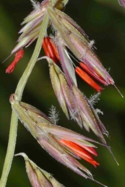 Side Oats Grama Grass (Bouteloua Curtipendula) - 8 Pack Of 1 Gallon Pots -Wilson Bros Gardens Shop bouteloua curtipendula side oats grama grass 4