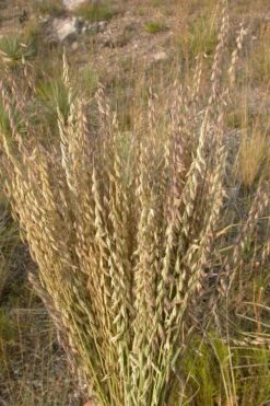 Side Oats Grama Grass (Bouteloua Curtipendula) - 6 Pack Of 1 Gallon Pots -Wilson Bros Gardens Shop bouteloua curtipendula side oats grama grass 5 1