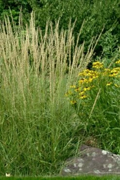 Side Oats Grama Grass (Bouteloua Curtipendula) - 8 Pack Of 1 Gallon Pots -Wilson Bros Gardens Shop bouteloua curtipendula side oats grama grass 7