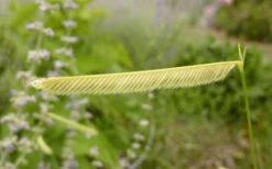 Blonde Ambition Blue Grama Grass (Bouteloua Gracilis) - 6 Pack Of 1 Gallon Pots -Wilson Bros Gardens Shop bouteloua gracilis blonde ambition grama grass 1 2