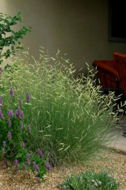 Blonde Ambition Blue Grama Grass (Bouteloua Gracilis) - 8 Pack Of 1 Gallon Pots -Wilson Bros Gardens Shop bouteloua gracilis blonde ambition grama grass 4 1