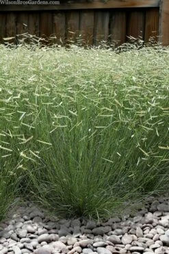 Blonde Ambition Blue Grama Grass (Bouteloua Gracilis) - 6 Pack Of 1 Gallon Pots -Wilson Bros Gardens Shop bouteloua gracilis blonde ambition grama grass 6 2