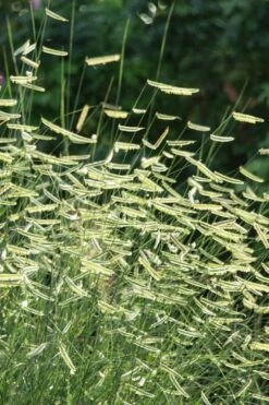 Blue Grama Grass (Bouteloua Gracilis) - 8 Pack Of 1 Gallon Pots -Wilson Bros Gardens Shop bouteloua gracilis blue grama grass 1 1