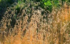 Blue Grama Grass (Bouteloua Gracilis) - 6 Pack Of 1 Gallon Pots -Wilson Bros Gardens Shop bouteloua gracilis blue grama grass 2