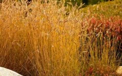 Blue Grama Grass (Bouteloua Gracilis) - 8 Pack Of 1 Gallon Pots -Wilson Bros Gardens Shop bouteloua gracilis blue grama grass 3 1