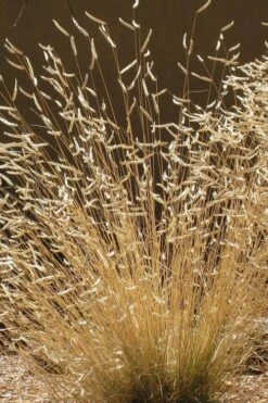 Blue Grama Grass (Bouteloua Gracilis) - 8 Pack Of 1 Gallon Pots -Wilson Bros Gardens Shop bouteloua gracilis blue grama grass 5 1