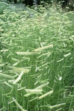 Blue Grama Grass (Bouteloua Gracilis) - 8 Pack Of 1 Gallon Pots -Wilson Bros Gardens Shop bouteloua gracilis blue grama grass 6 1