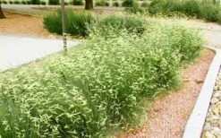 Blue Grama Grass (Bouteloua Gracilis) - 8 Pack Of 1 Gallon Pots -Wilson Bros Gardens Shop bouteloua gracilis blue grama grass 8 1