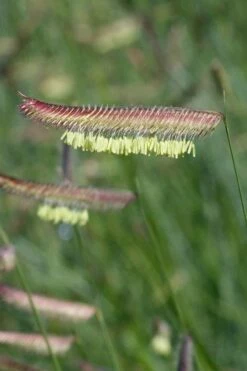 Blue Grama Grass (Bouteloua Gracilis) - 1 Gallon Pot -Wilson Bros Gardens Shop bouteloua gracilis blue grama grass 9 2