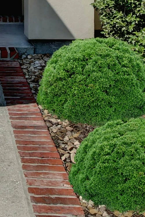 Justin Brouwers Dwarf Boxwood - 1 Gallon Pot 1 Justin Brouwers Dwarf Boxwood - 1 Gallon Pot