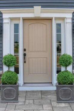 Common Boxwood 2-Ball Poodle Tier Topiary (Buxus Sempervirens) - 3 Gallon Pot (Short) -Wilson Bros Gardens Shop boxwood two ball poodle tier 2