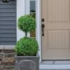 Common Boxwood 2-Ball Poodle Tier Topiary (Buxus Sempervirens) - 3 Gallon Pot (Short)