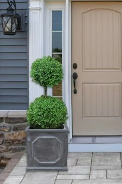 Common Boxwood 2-Ball Poodle Tier Topiary (Buxus Sempervirens) - 3 Gallon Pot (Short)