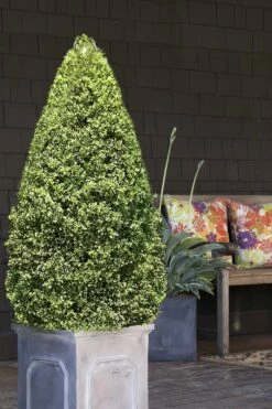 Variegated Boxwood (Buxus Sempervirens 'Aureovariegata') - 2 Gallon Pot - SALE -Wilson Bros Gardens Shop boxwood variegated cone 2 1