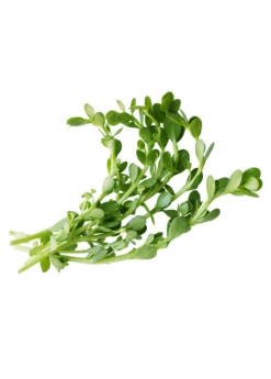 Brahmi (Bacopa Monnieri) -Wilson Bros Gardens Shop brahmi leaves on a white background