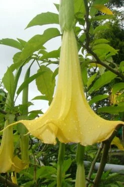 Yellow Angel's Trumpet (Brugmansia) - 1 Gallon Pot -Wilson Bros Gardens Shop brugmansia candida yellow angels trumpet 1